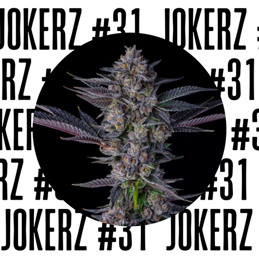 JOKERZ #31 S1 GIFT