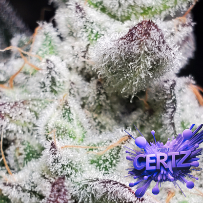 PURPLE CERTZ (FEM)