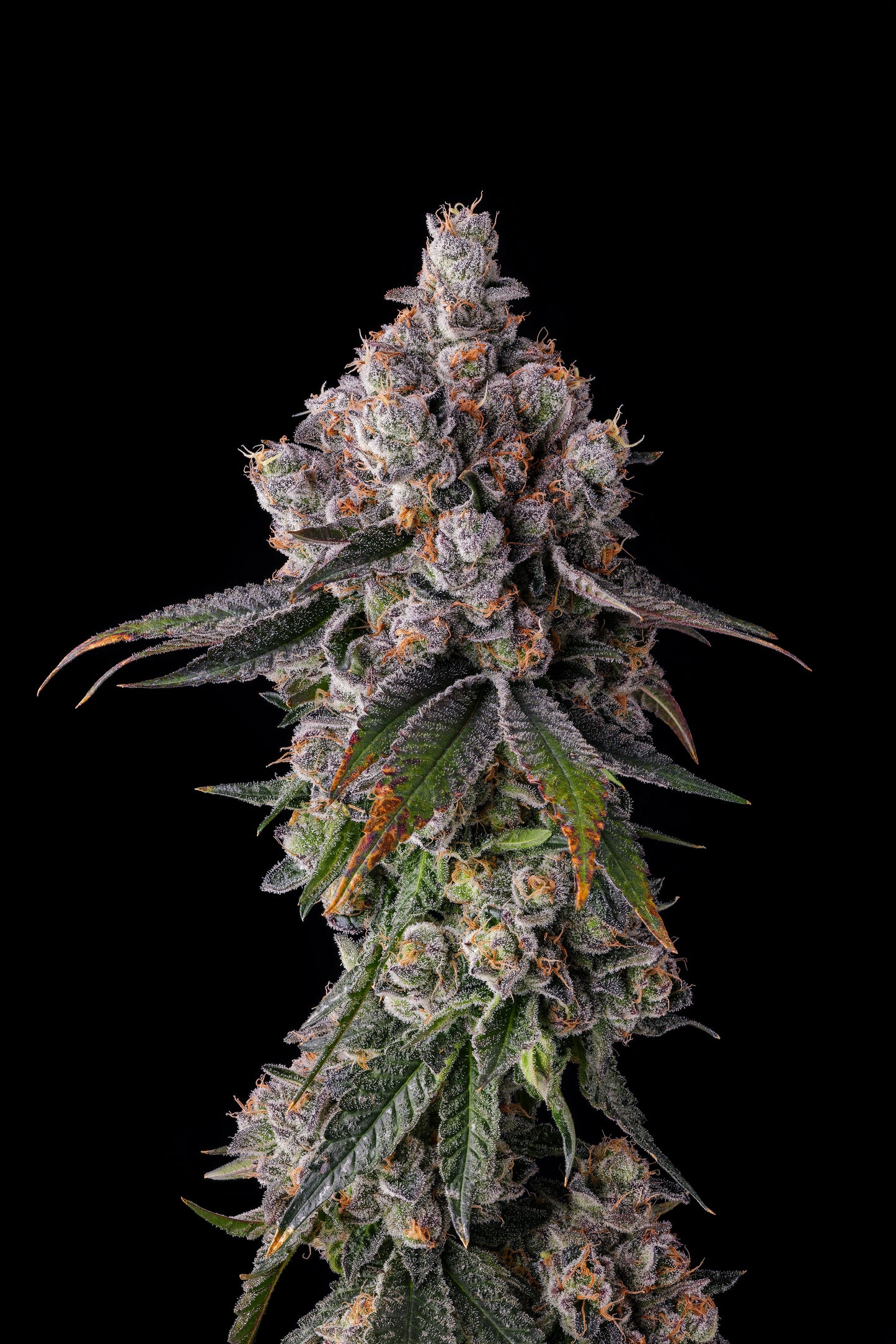 90 PROOF (GRAPE GAS X PAVÉ) FEM