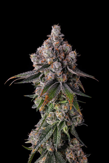 90 PROOF (GRAPE GAS X PAVÉ) FEM