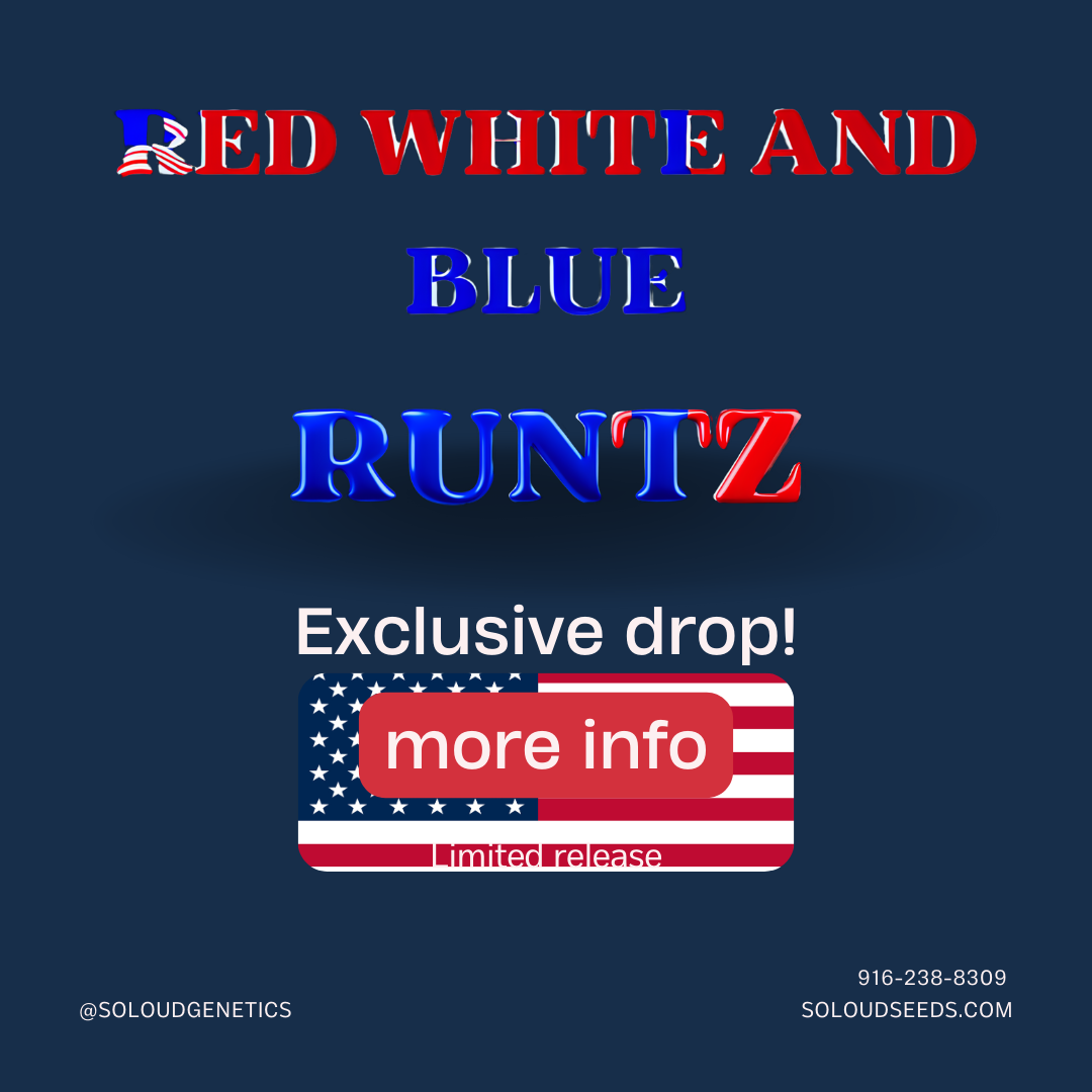 RED WHITE & BLUE RUNTZ (F)