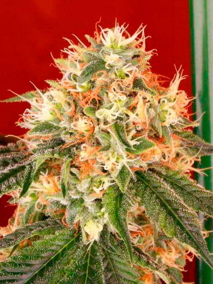 Deadhead OG Auto Feminized Seeds - 6 — Cali Connection