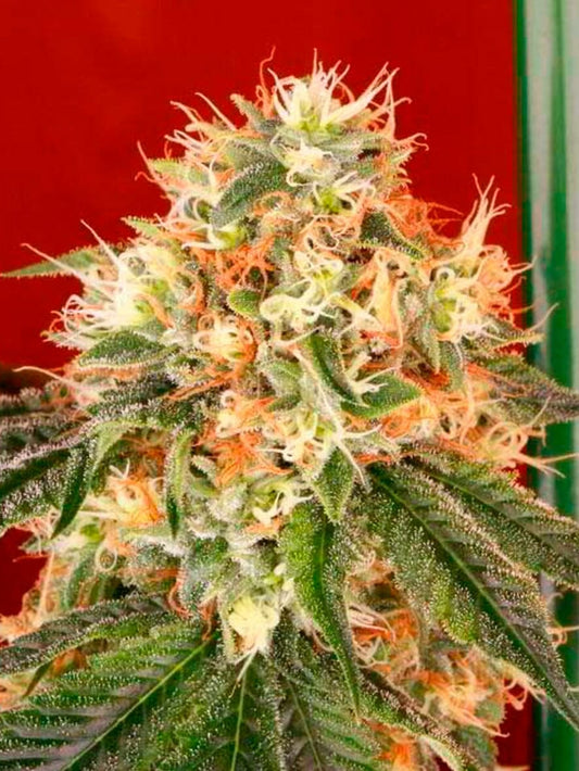 Deadhead OG Auto Feminized Seeds - 6 — Cali Connection