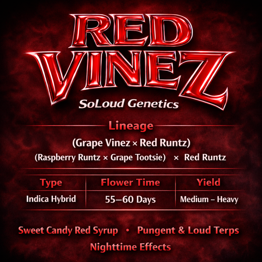 **NEW** RED VINEZ (GRAPE VINEZ X RED RUNTZ) FEM