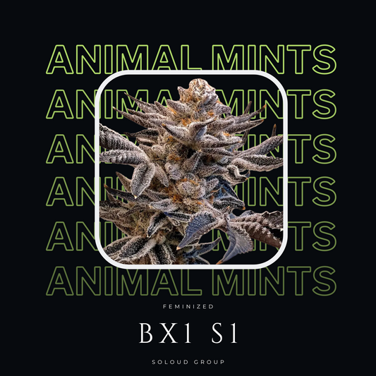 ANIMAL MINTS BX1 S1 FEMINIZED CANNABIS SEEDS