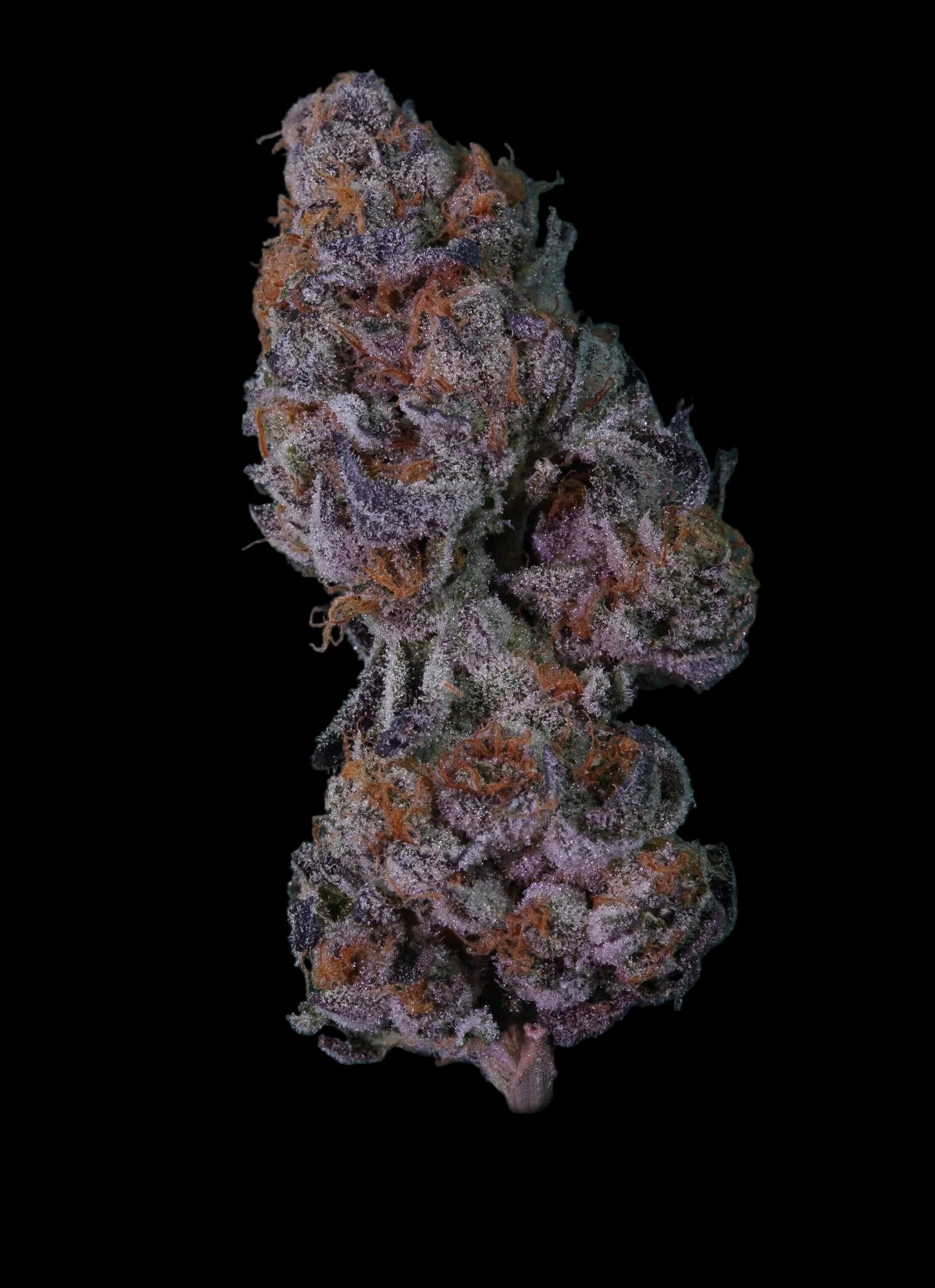 ANIMAL COOKIES S1  FEMINIZED SEEDS