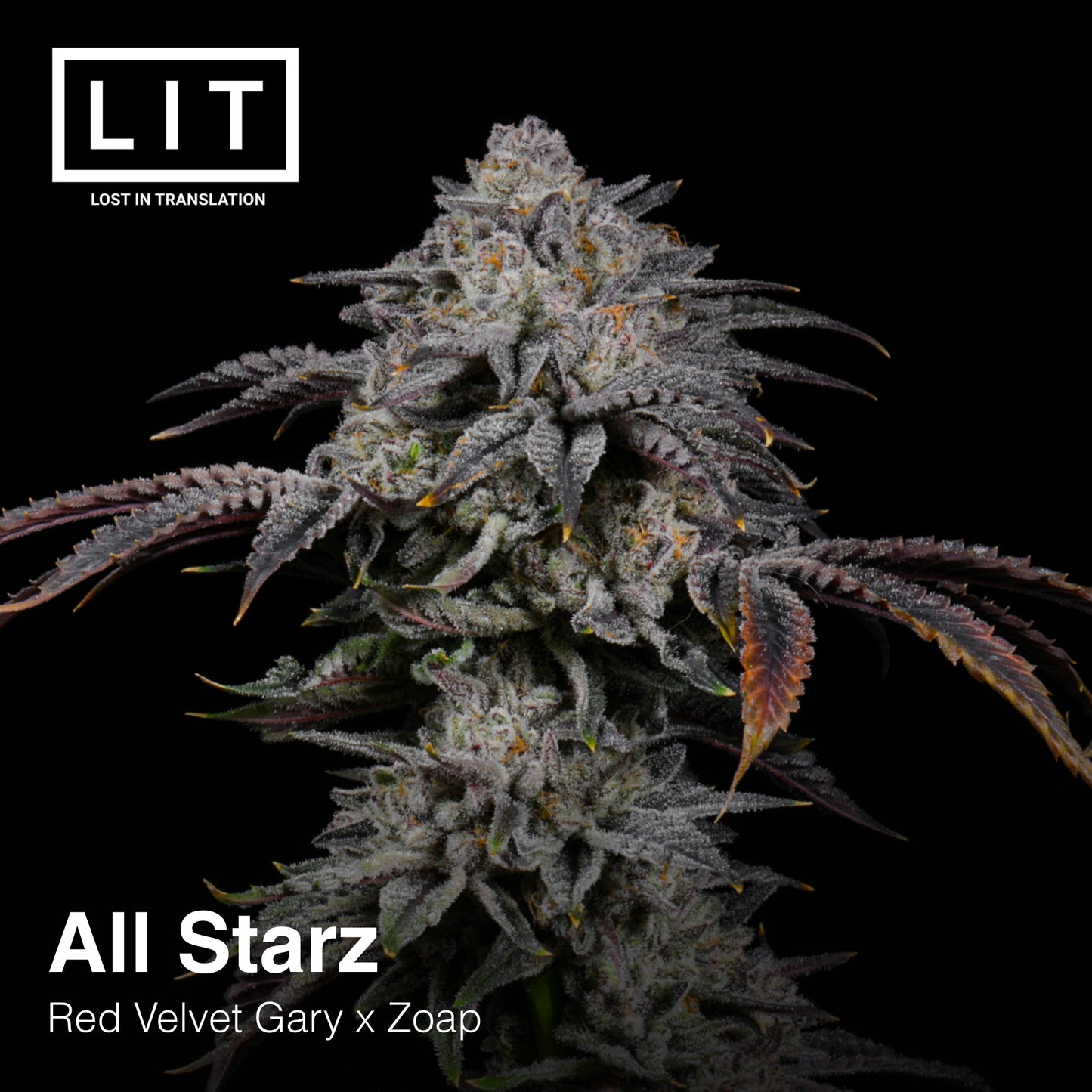 ALL STARZ (FEM)