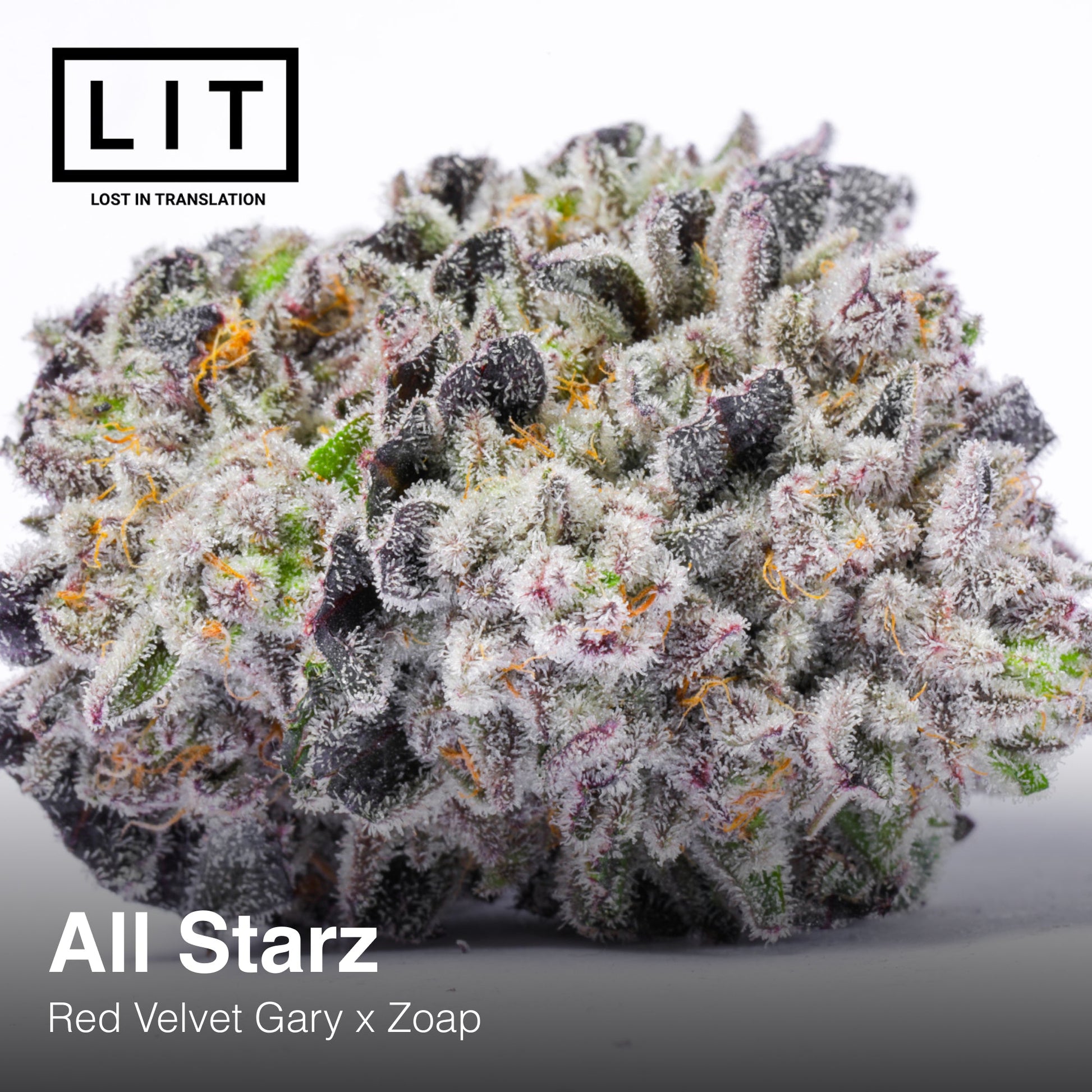 ALL STARZ (FEM)