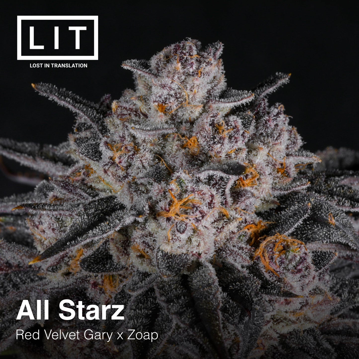 ALL STARZ (FEM)