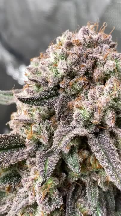 Animal mints strain Feminized cannabis seeds S1