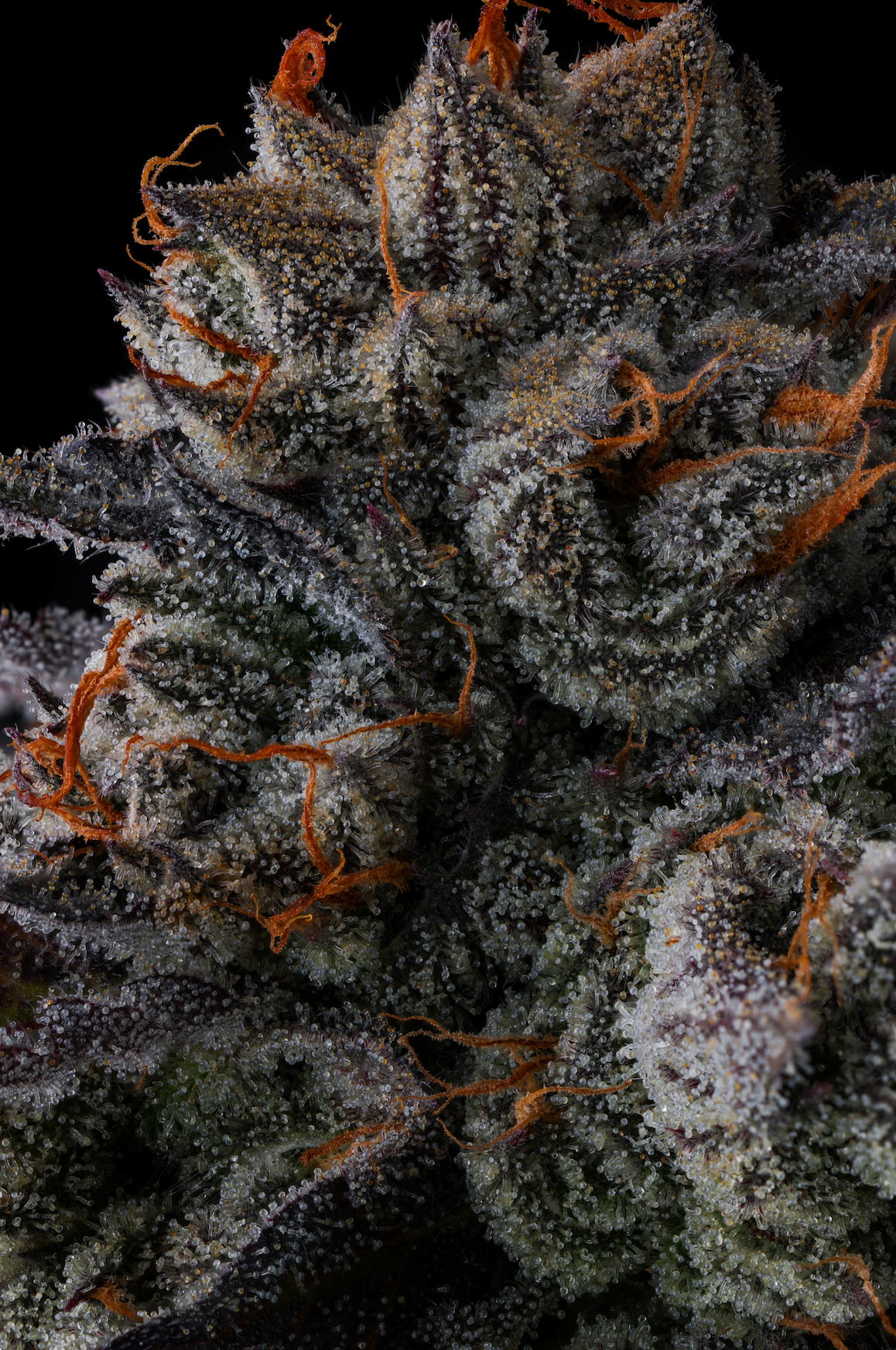 Any Day compound genetics feminized seeds