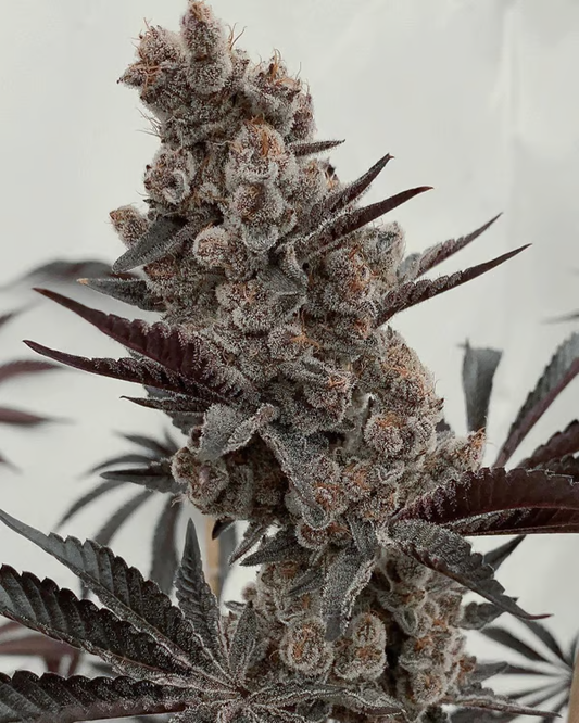 BAHAMA MAMA S1 Seeds