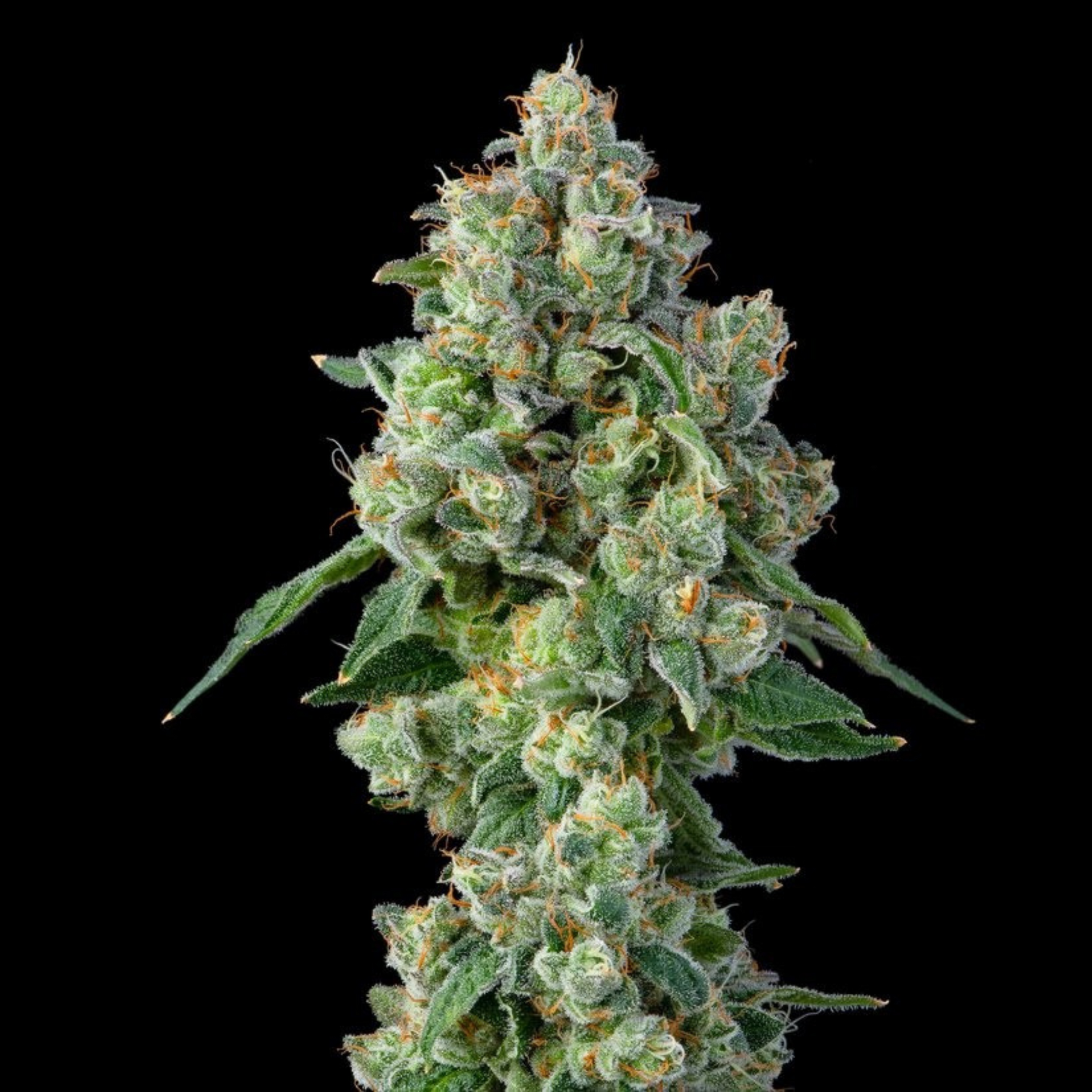 BANANA CREAM POP S1 SEEDS