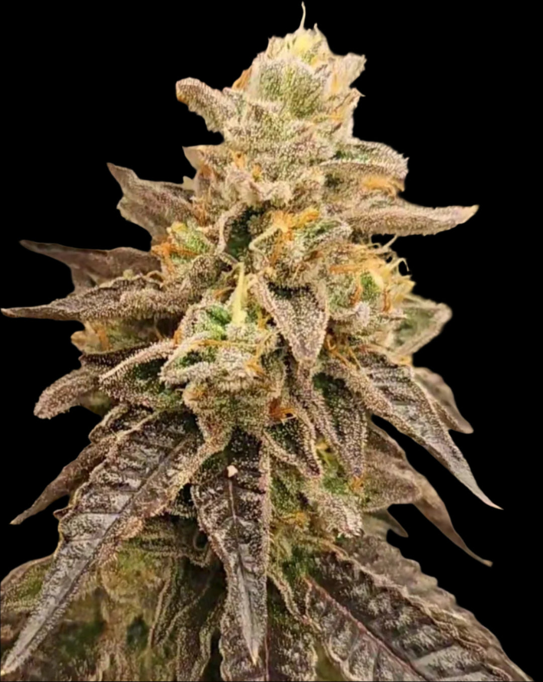 BERRILY LEGAL FEMINIZED SEEDS