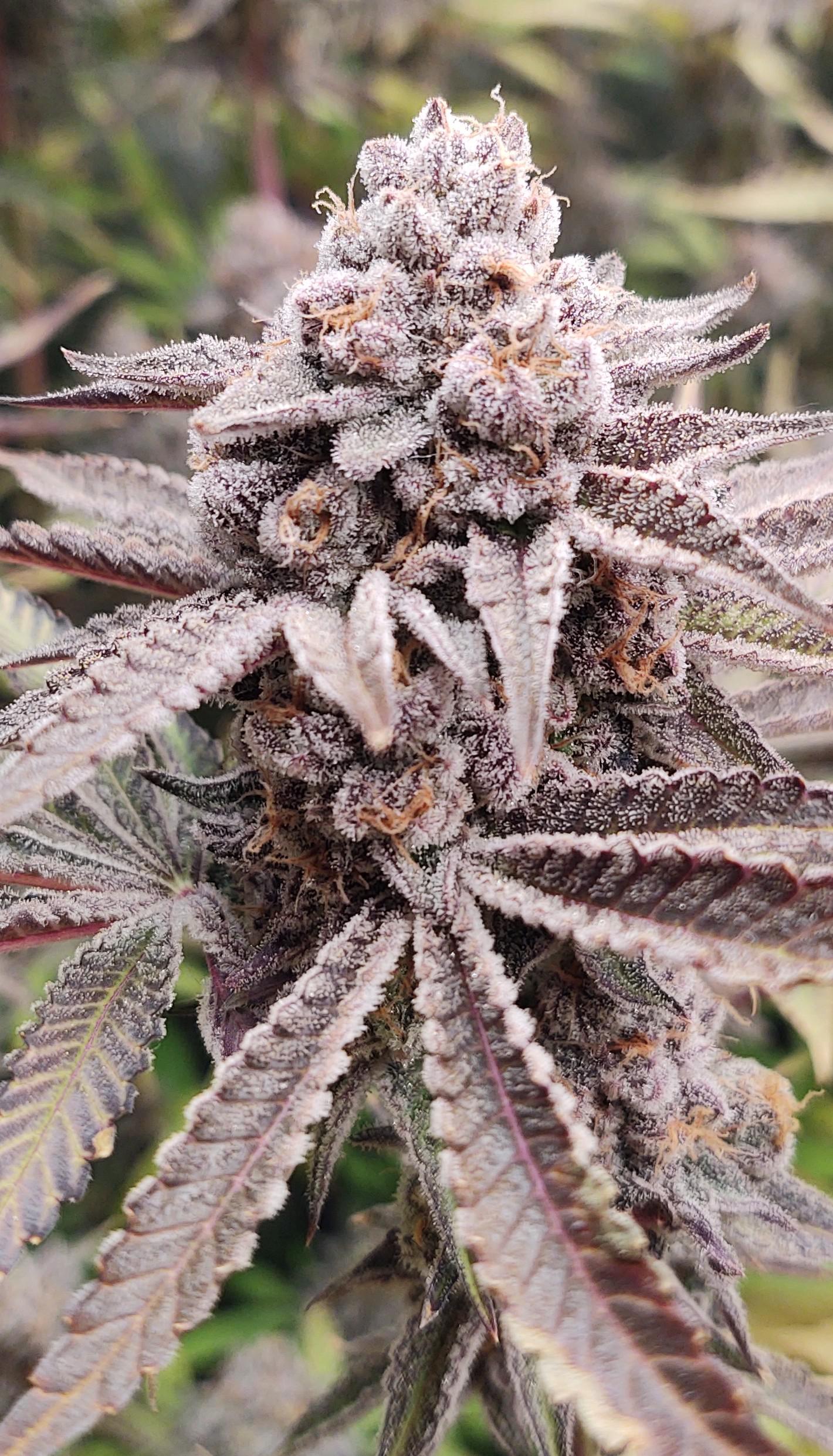 BISCOTTI MINTS (BITCOTTI X KUSH MINTS) S1 FEMINIZED SEEDS