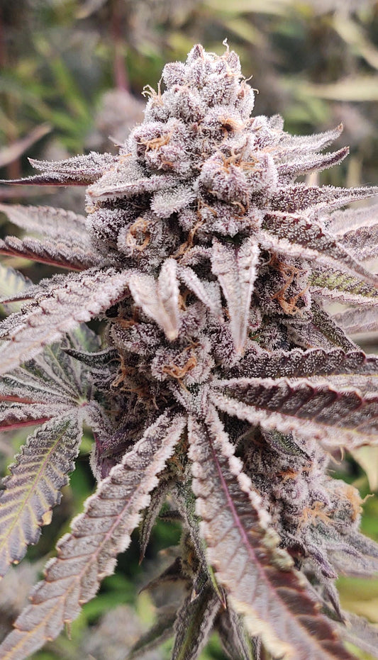 BISCOTTI MINTS (BITCOTTI X KUSH MINTS) S1 FEMINIZED SEEDS