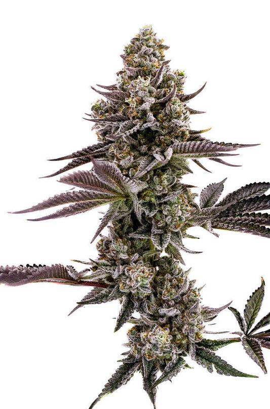BLUEBERRY-CUPCAKE seeds