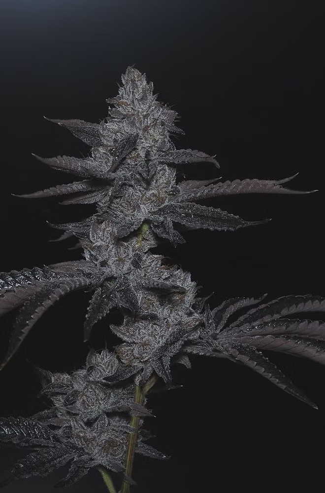 BLUE NERDZ CANNABIS SEEDS