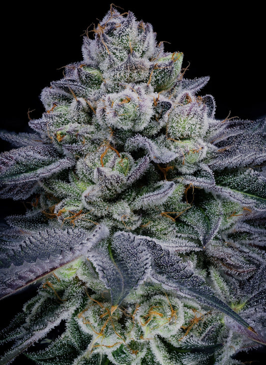 BLUE POWER IX2 CANNABIS SEEDS