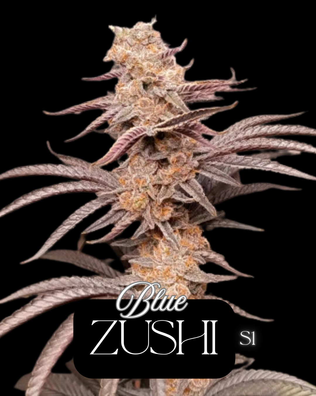 BLUE ZUSHI SEEDS