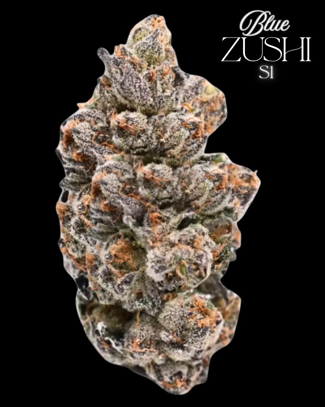 BLUE ZUSHI S1 SEEDS