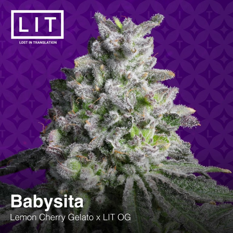 BABYSITA (Lemon Cherry Gelato x LIT OG) feminized cannabis seeds LIT FARMS