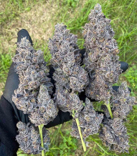 BANANACANE (BLUENANA x SLURRICANE #23) FEM