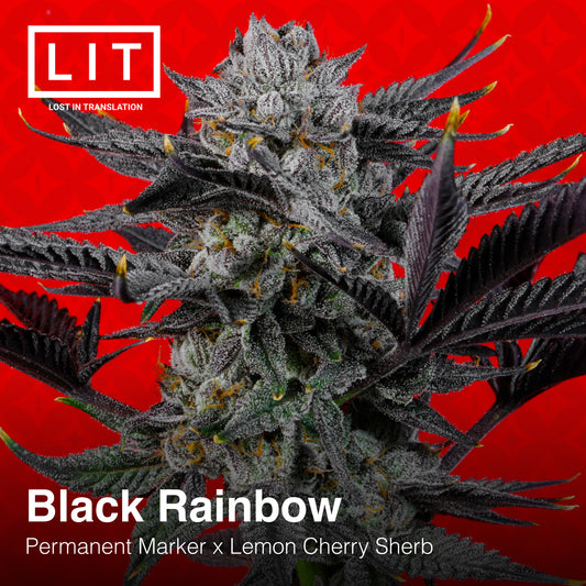 Black Rainbow Lit Farms Seeds