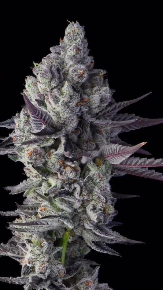 Blue Lobster S1 Feminized Cannabis Seeds