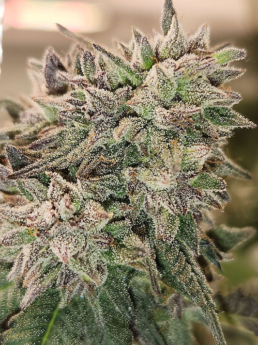 BLUEBERRY WOOFLES strain seeds first principles genetics