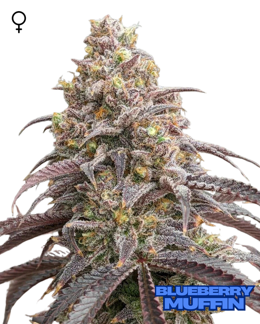 Blueberry Muffin Feminized Seeds