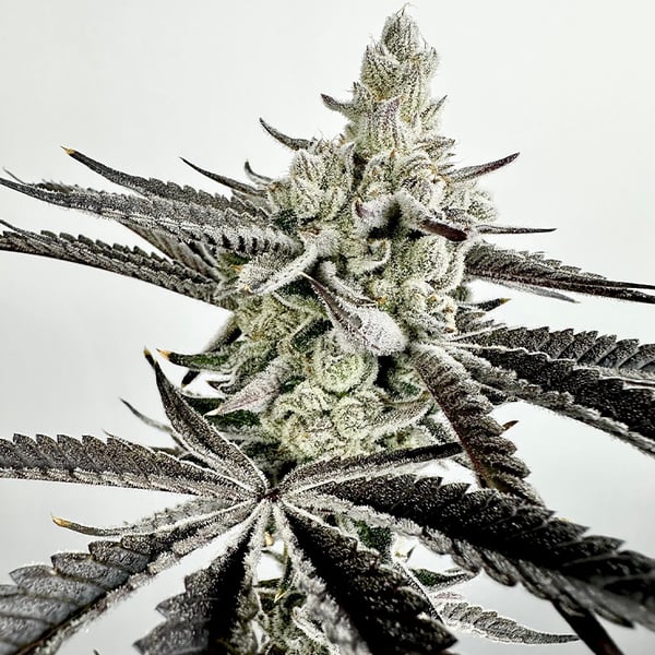 Boom Squad Feminized Seeds