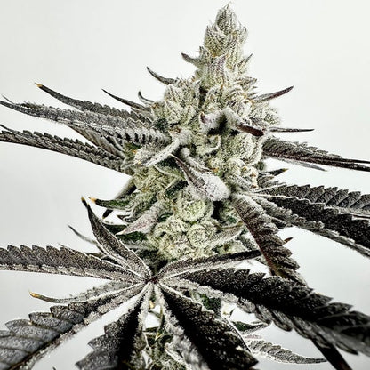 Boom Squad Feminized Seeds