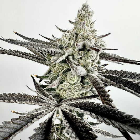 Boom Squad Feminized Seeds