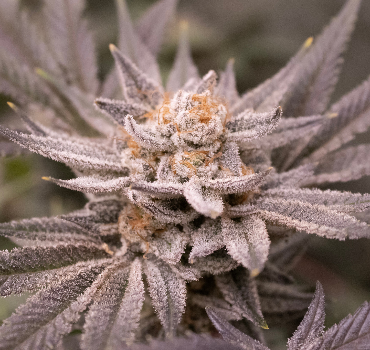 FROSTED FRUIT LOOPS (CEREAL MILK X PINK CERTZ) FEM