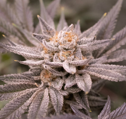 FROSTED FRUIT LOOPS (CEREAL MILK X PINK CERTZ) FEM
