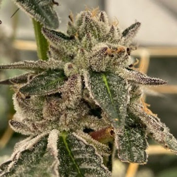COSMIC LACEZ STRAIN FEMINIZED SEEDS