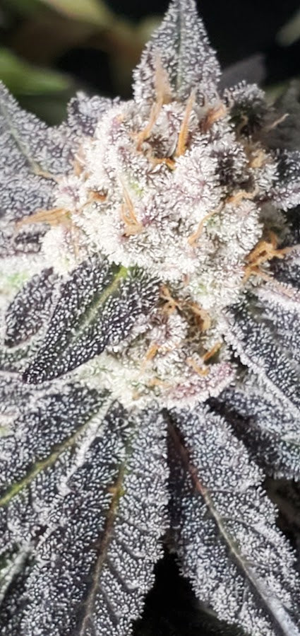 COSMIC LACEZ (FULL THRUST X LACEZ) FEM