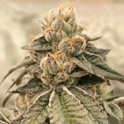 COSMIC LACEZ STRAIN FEMINIZED SEEDS