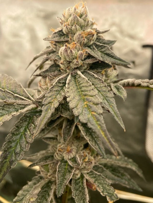 COSMIC LACEZ STRAIN FEMINIZED SEEDS