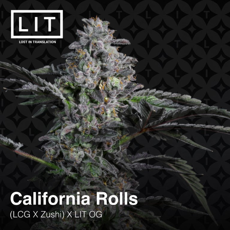 CALIFORNIA ROLLS  (Zushi x LCG) x LIT OG feminized cannabis seeds. LIT FARMS