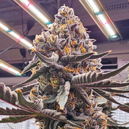 Candi-Paint-Cannabis-Seeds-by-LIT-Farms