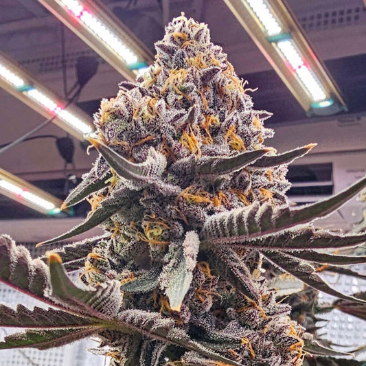 Candi-Paint-Cannabis-Seeds-by-LIT-Farms