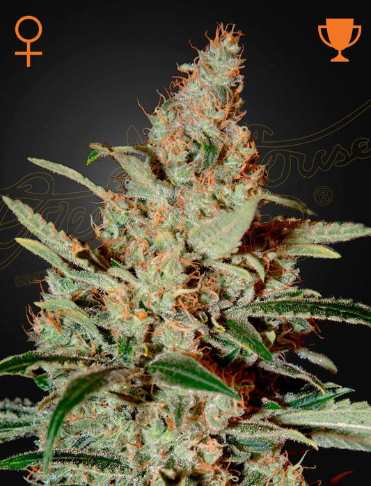CHEMDOG Strain by Greenhouse Seed Co.   GENETICS OG Kush x Sour Diesel Feminized Cannabis seeds