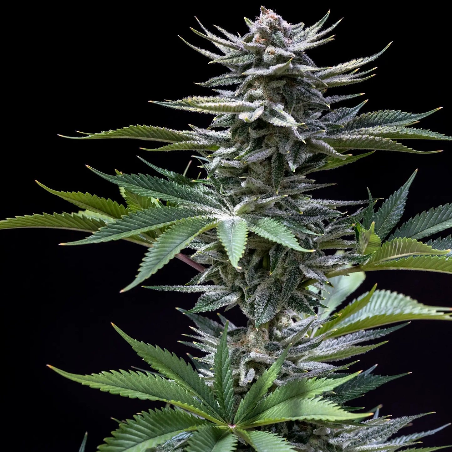 CHERNOBYL F2 CANNABIS SEEDS SUBCOOL