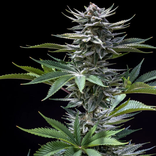 CHERNOBYL F2 CANNABIS SEEDS SUBCOOL