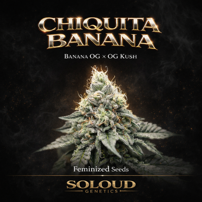 Chiquita Banana Feminized Cannabis Seeds