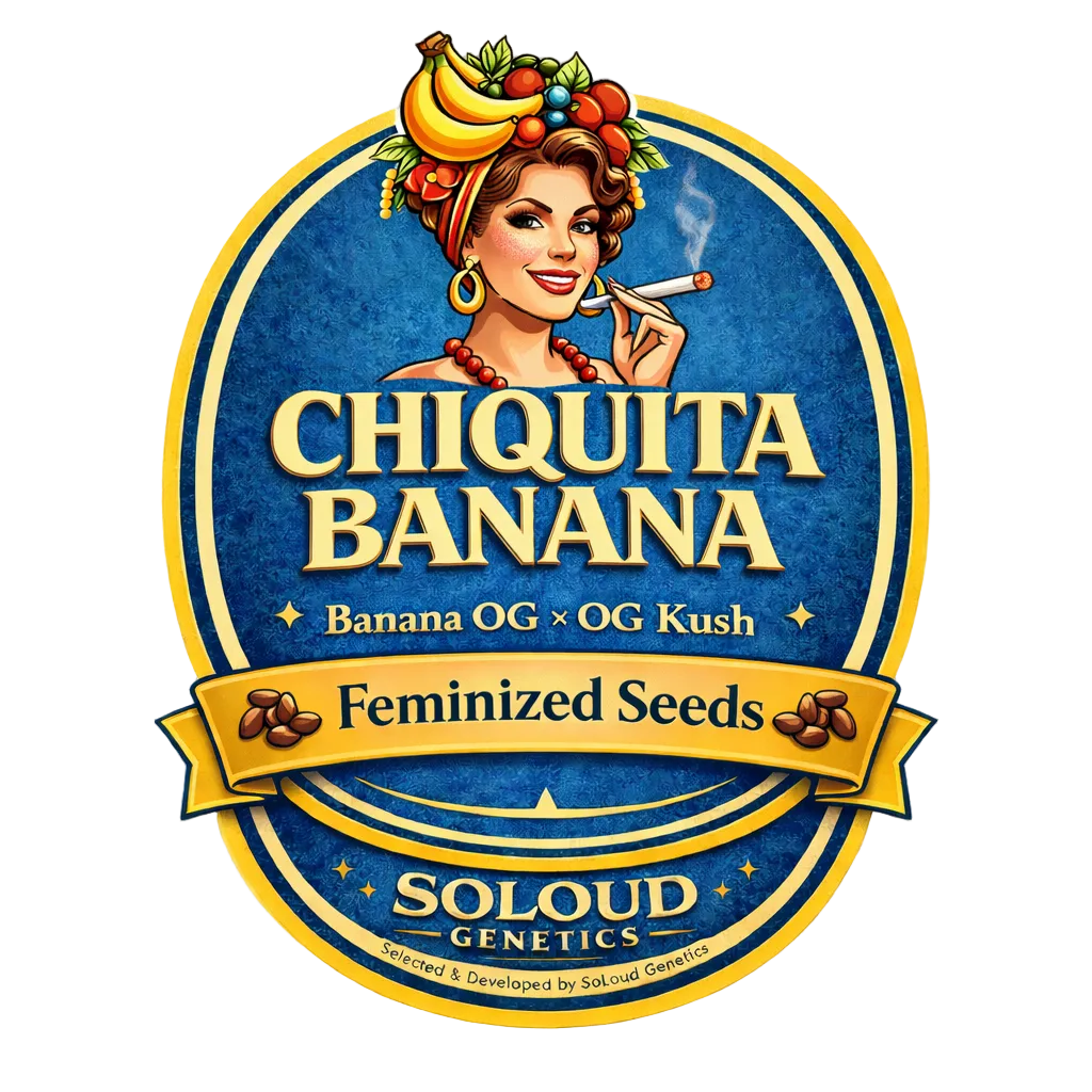 Chiquita Banana Feminized Seeds