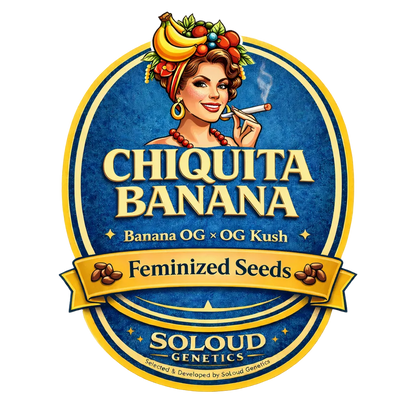 Chiquita Banana Feminized Seeds