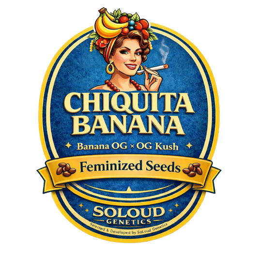 Chiquita Banana Feminized Seeds